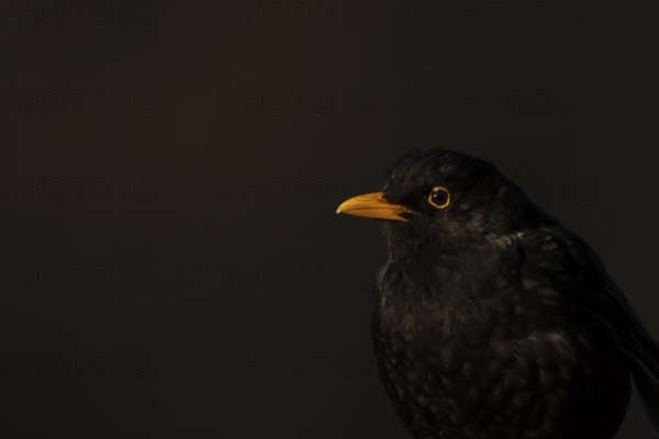 Eurasian blackbird (Turdus merula) adult male garden bird head portrait, England, United Kingdom