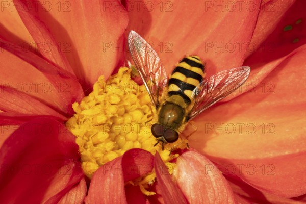 Common hoverfly (Eupeodes corollae) adult insect feeding on a garden Dahlia flower in summer, England, United Kingdom