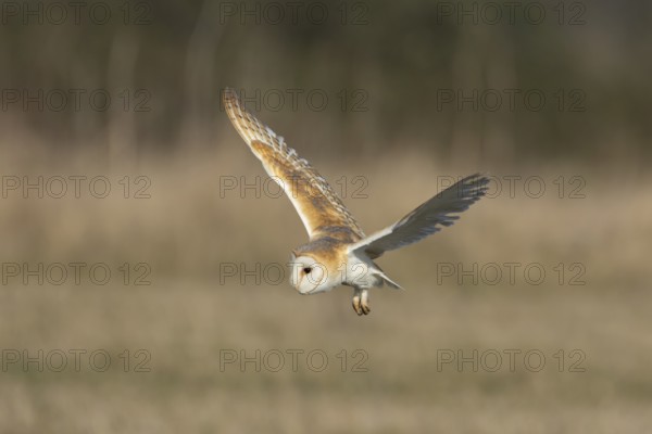 Barn owl (Tyto alba) adult bird of prey hunting in flight over grassland, England, United Kingdom