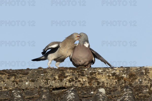 Wood pigeon (Columba palumbus) adult garden bird feeding a juvenile baby squab bird on a house roof in summer, England, United Kingdom