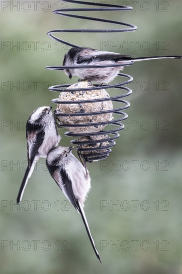 Long-tailed tits (Aegithalos caudatus) at the tit dumpling, Emsland, Lower Saxony, Germany