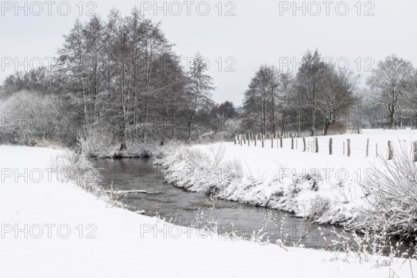 Winter landscape with black alder (Alnus glutinosa) along a ditch, Emsland, Lower Saxony, Germany