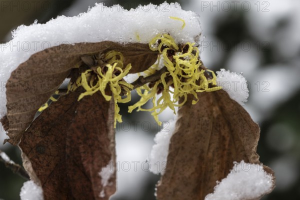 Witch hazel (Hamamelis mollis Pallida) in the snow, Emsland, Lower Saxony, Germany