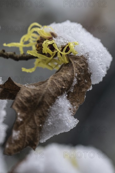 Witch hazel (Hamamelis mollis Pallida) in the snow, Emsland, Lower Saxony, Germany
