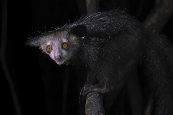 Aye-aye (Daubentonia madagascariensis) in the lowland rainforests of eastern Madagascar