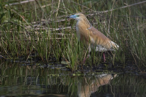 Squacco Heron (Ardeola ralloides) in the reeds of a lake in western Madagascar