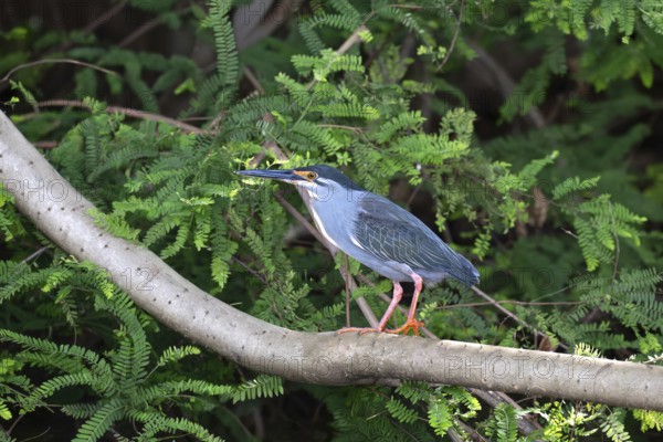 Green-Backed Heron (Butorides striata) at the edge of a lake in western Madagascar
