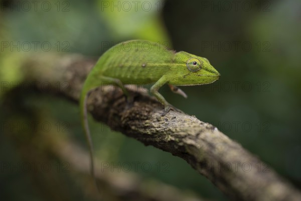 Chameleon female (Calumma gastrotaenia) in the rainforests of the central highlands of Madagascar