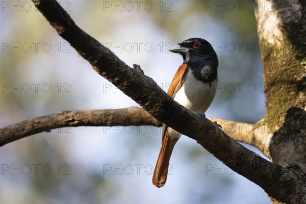 Red Vanga, Rufous Vanga (Schetba rufa) in the Ankarafantsika dry forest in western Madagascar