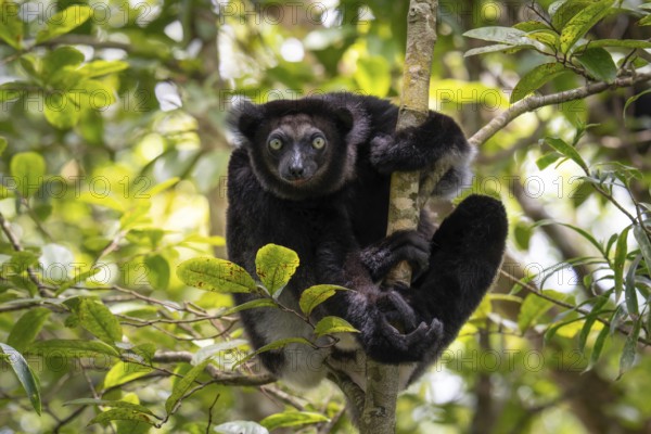 An Indri lemur (Indri indri) in the rainforest, in the central east of Madagascar