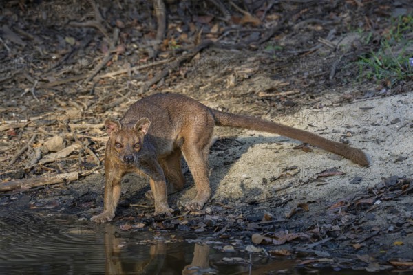 Fossa, Fossa creeping cat (Cryptoprocta ferrox) in the Kirindy dry forests of western Madagascar