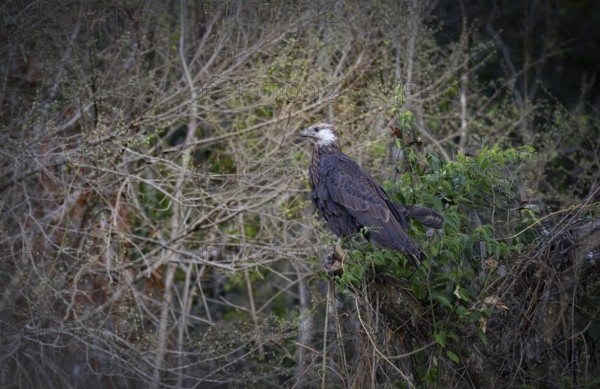 Madagascar Fish-Eagle, Malagasy Fish-Eagle (Haliaeetus vociferoides) in the dry forests of Ankarafantsika in western Madagascar