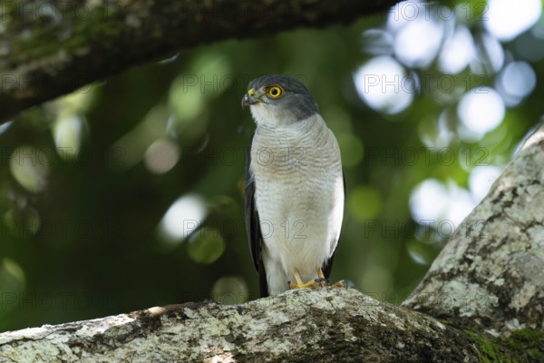 Lizard Goshawk, Frances Sparrow-Hawk (Accipiter francesiae) in the lowland rainforests of eastern Madagascar