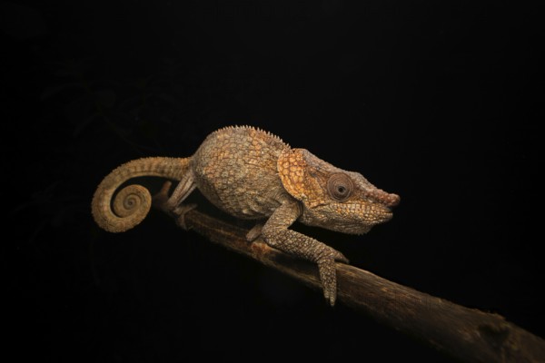 Short-horned chameleon (Callumma brevicornis) in the rainforests of eastern Madagascar
