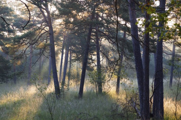 Morning atmosphere in a pine forest, Scots pine (Pinus sylvestris), Pupplinger Au, Isar floodplains, Upper Bavaria, Germany