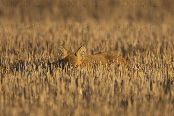Chinese water deer (Hydropotes inermis) adult animal resting in a farm stubble field, England, United Kingdom