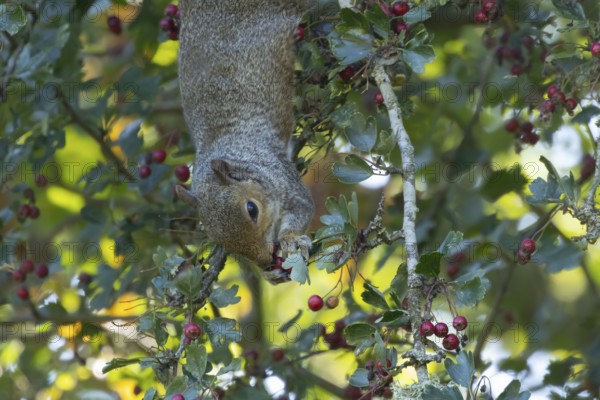 Grey squirrel (Sciurus carolinensis) adult animal feeding on Hawthorn tree berries in summer, England, United Kingdom