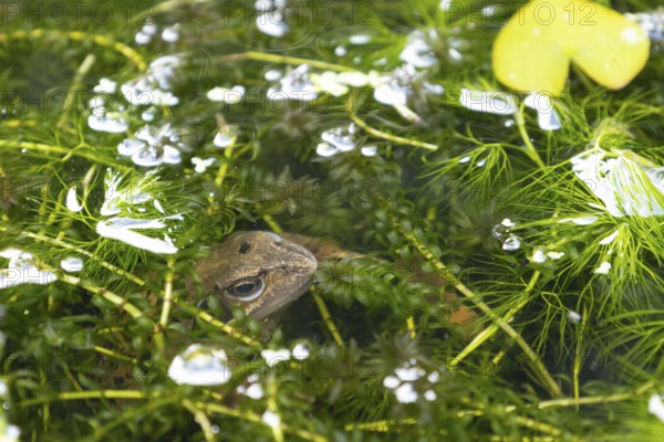 Common frog (Rana temporaria) adult amphibian on the water surface of a garden pond amongst pond weed in summer, England, United Kingdom