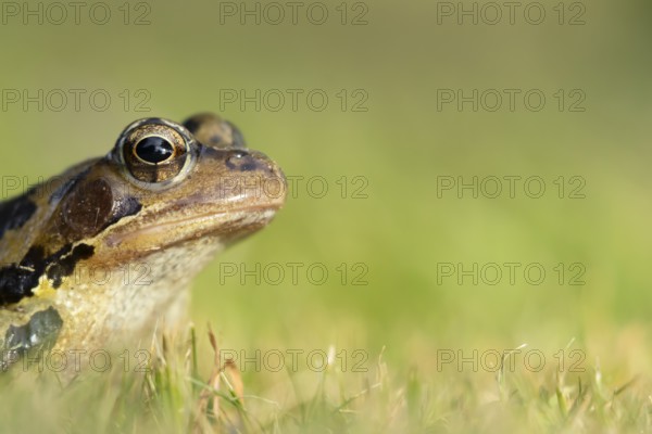 Common frog (Rana temporaria) adult amphibian on a garden grass lawn in summer, England, United Kingdom