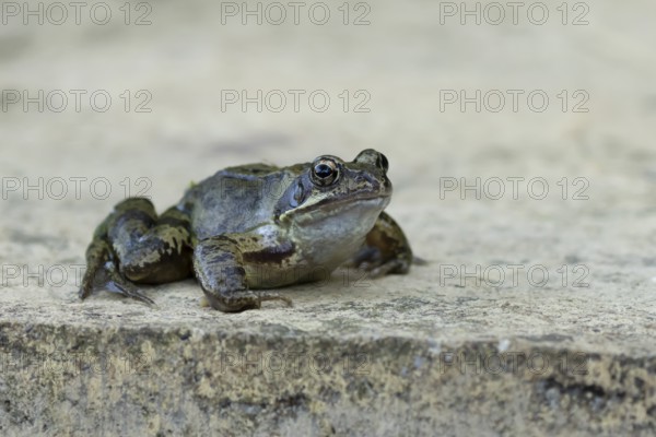 Common frog (Rana temporaria) adult amphibian on a garden paving slab in summer, England, United Kingdom