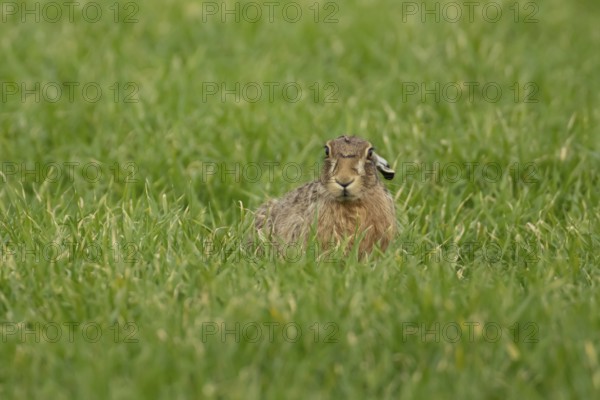 European brown hare (Lepus europaeus) adult animal in a farmland field in springtime, England, United Kingdom