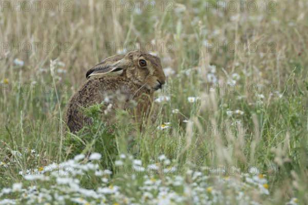 European brown hare (Lepus europaeus) adult animal in a farmland field in summer, England, United Kingdom