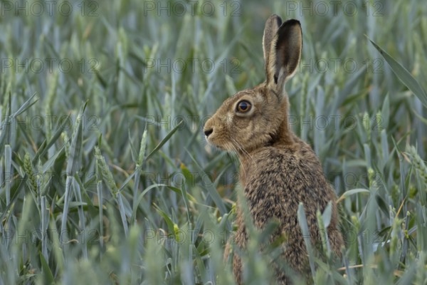 European brown hare (Lepus europaeus) adult animal in a farmland wheat crop field in summer, England, United Kingdom