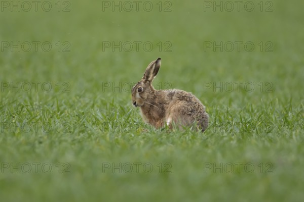 European brown hare (Lepus europaeus) adult animal in a farmland cereal crop field in springtime, England, United Kingdom