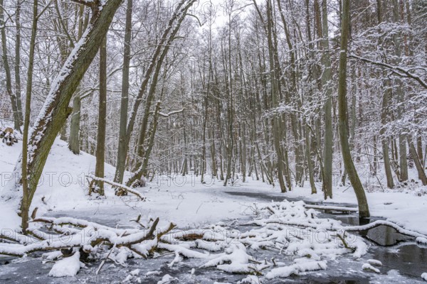 Landscape covered by snow with fallen trees on the Briese river in the forest in winter, landscape dammed by beavers, Briesetal, Barnim nature park Park, Brandenburg, Germany