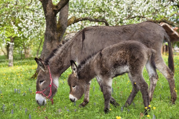 Donkey (Equus asinus), with foal in orchard, Upper Bavaria, Germany