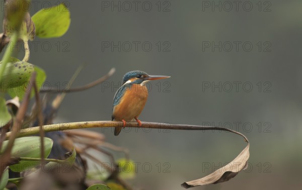 A common kingfisher (Alcedo atthis), Sreepur, Gazipur, Bangladesh