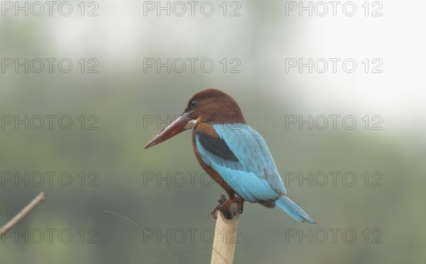 A white-throated kingfisher (Halcyon smyrnensis), Sreepur, Gazipur, Bangladesh