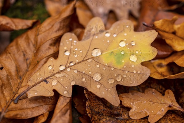 Close-up of the leaf of an oak (Quercus) in autumnal brown colouring on the ground of a forest, wetted with water droplets glistening in the light, Germany