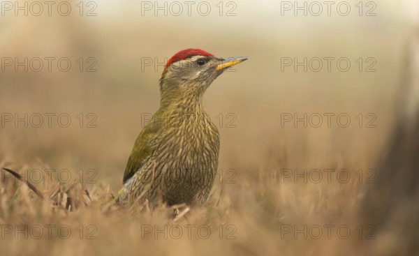 A male Streak-throated Woodpecker (Picus xanthopygaeus) is standing on the grass. Sreepur, Gazipur, Bangladesh