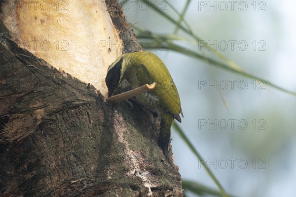 A female Streak-throated woodpecker (Picus xanthopygaeus) is feeding on date palm sap. Sreepur, Gazipur, Bangladesh