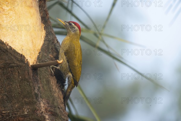 A male streak-throated woodpecker (Picus xanthopygaeus) is sitting on a date palm tree. Sreepur, Gazipur, Bangladesh