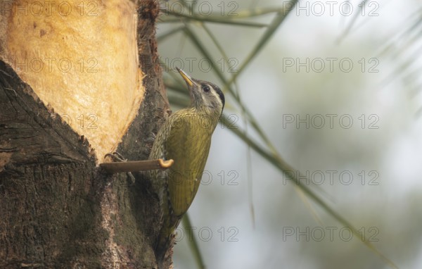 A female streak-throated woodpecker (Picus xanthopygaeus) is sitting on a date palm tree. Sreepur, Gazipur, Bangladesh