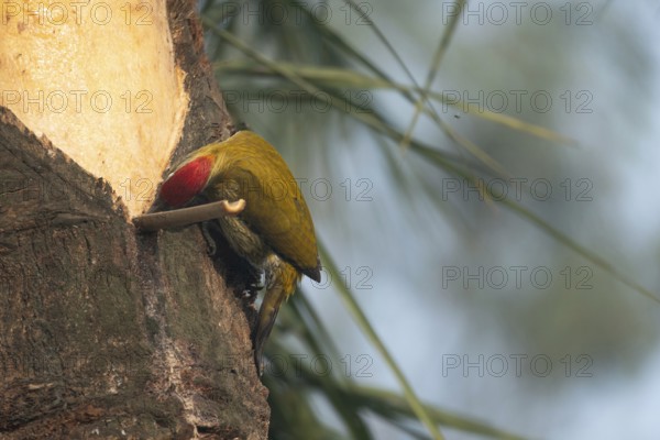 A male Streak-throated woodpecker (Picus xanthopygaeus) is feeding on date palm sap. Sreepur, Gazipur, Bangladesh