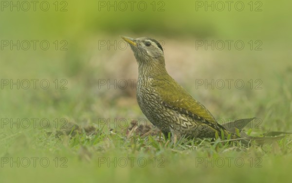 A Female Streak-throated Woodpecker (Picus xanthopygaeus) is standing on the grass. Sreepur, Gazipur, Bangladesh