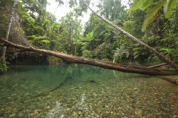 The Blue Hole, Cooper Creek, Daintree National Park, Queensland, Australia
