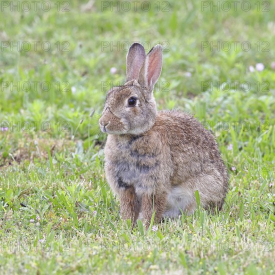 Wild rabbit (Oryctolagus cuniculus), sitting in a meadow, adult, alert, wildlife, animals, rodent, Podersdorf, Lake Neusiedl-Seewinkel National Park, Burgenland, Austria