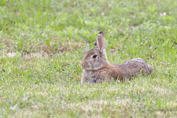 Wild rabbit (Oryctolagus cuniculus), lying in a meadow, fully grown, alert, wildlife, animals, rodent, Podersdorf, Lake Neusiedl-Seewinkel National Park, Burgenland, Austria