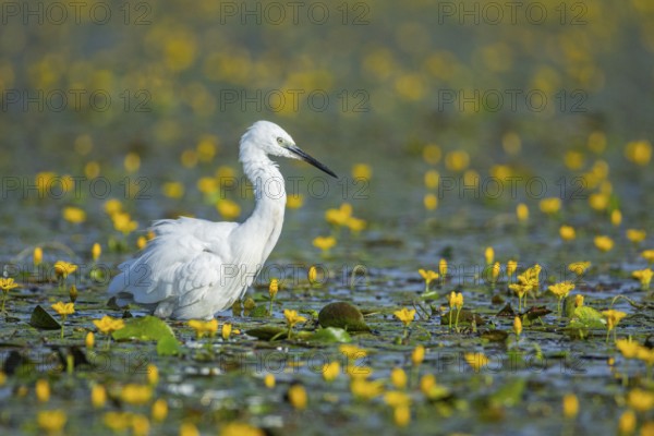 Little Egret (Egretta garzetta) Hungary