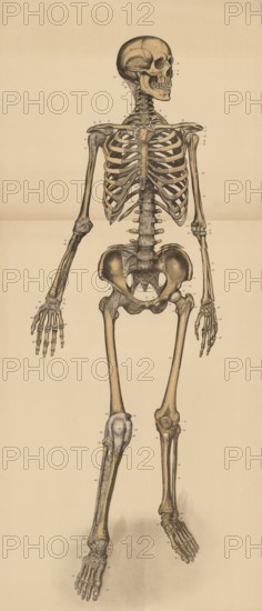 Medical illustration, human skeleton from behind, school picture, authentic reproduction of a school mural, around 1900, exact date unknown, historical