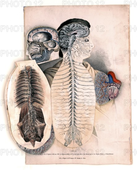 Medical illustration, section of the human organism to facilitate the study of anatomy and physiology 1846, school picture, authentic reproduction of a school mural, around 1900, exact date unknown, historical