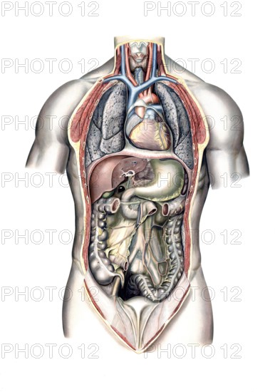 Medical illustration, intestines, internal organs in human chest and abdomen, school picture, authentic reproduction of a school mural, around 1900, exact date unknown, historical