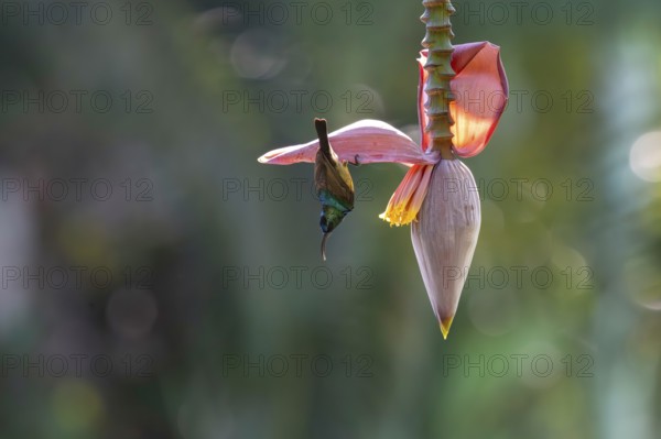 Sunbird, Souimanga Sunbird (Cinnyris souimanga), male, in banana plantation in western Madagascar
