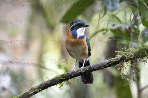 Pitta-Like Ground Roller, Blue-headed Roller (Atelornis pittoides) in the rainforests of eastern Madagascar