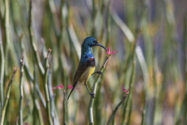 Sunbird, Souimanga Sunbird (Cinnyris souimanga), male, in the dry forest in western Madagascar