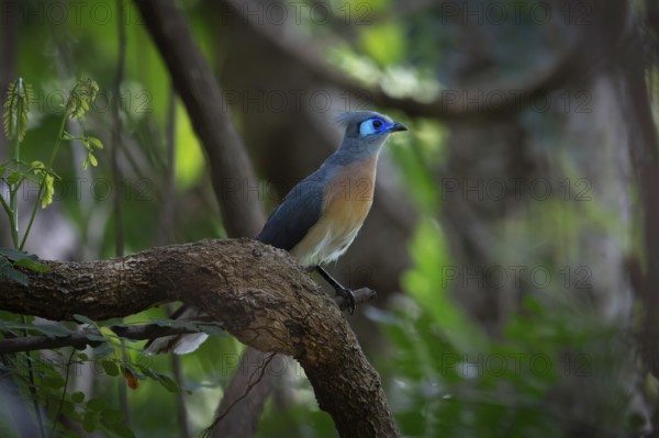 Crested Coa (Coa cristata) in the dry forests of western Madagascar